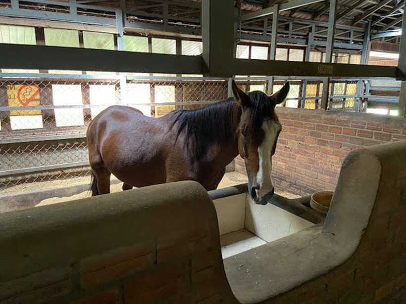 Siem Reap Happy Horse Riding Free Pick-up & Drop-off - My verdict on the Siem Reap countryside ride