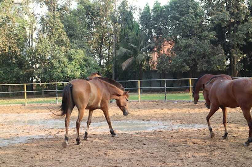Siem Reap Happy Horse Riding Free Pick-up & Drop-off - Rice fields, pagoda views, and village roads