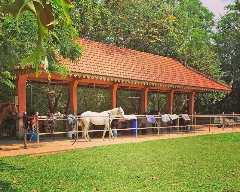 Siem Reap Happy Horse Riding Free Pick-up & Drop-off - What the riding pace means for beginners