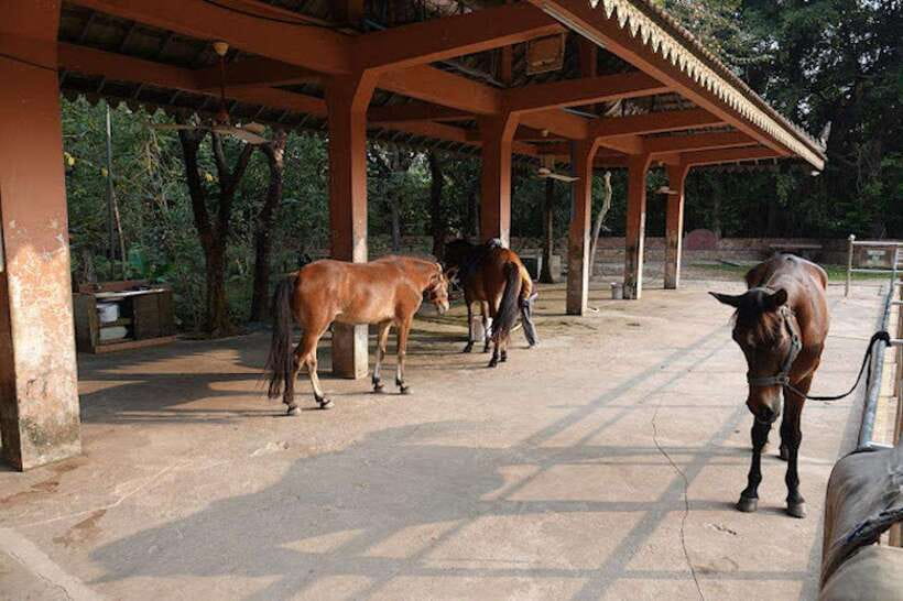 Siem Reap Happy Horse Riding Free Pick-up & Drop-off - Who should book this ride