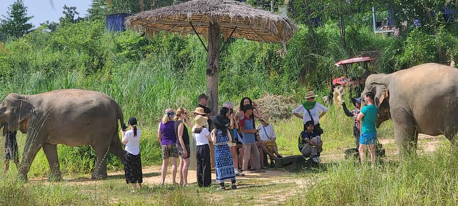 Siem Reap: Kulen Elephant Forest Guided Tour - Meeting gentle elephants in their forest home
