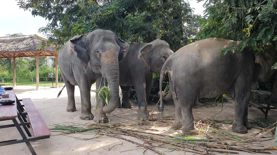 Siem Reap: Kulen Elephant Forest Guided Tour - Feeding the elephants by hand