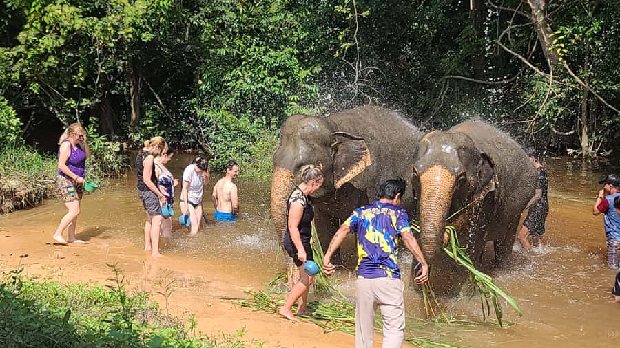 Siem Reap: Kulen Elephant Forest Guided Tour - Pond time and elephant behavior