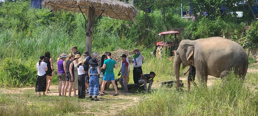 Siem Reap: Kulen Elephant Forest Guided Tour - Who should book this day