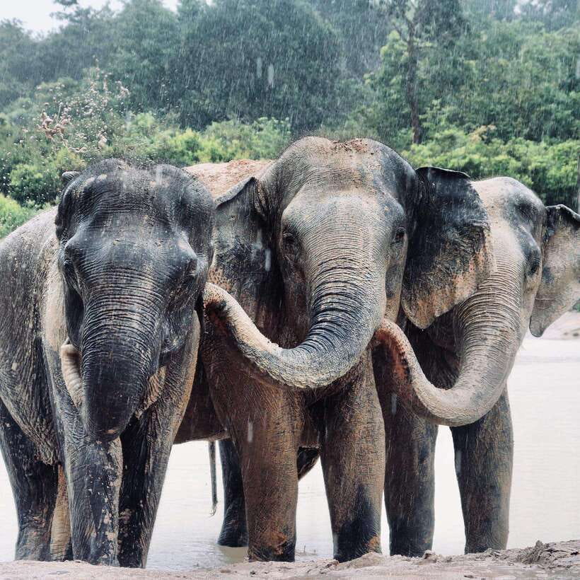 Siem Reap: Kulen Elephant Forest & Tonlesap Lake - Key points to know before booking