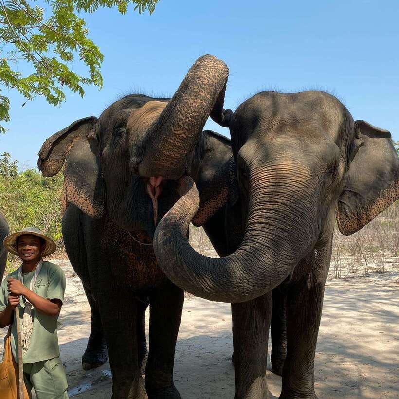 Siem Reap: Kulen Elephant Forest & Tonlesap Lake - Why the elephant portion earns most of the praise