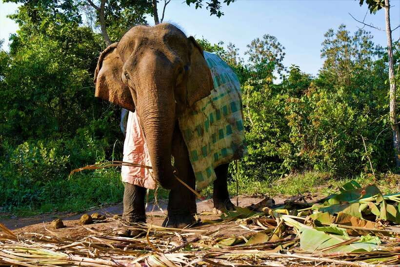 Siem Reap: Kulen Elephant Forest & Tonlesap Lake - From the forest to Kampong Phluk