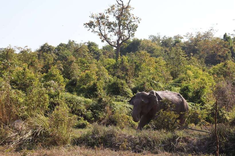 Siem Reap: Kulen Elephant Forest & Tonlesap Lake - Who will enjoy this day most