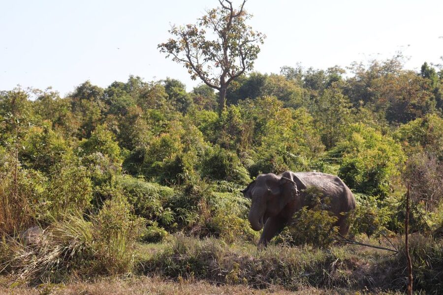 Siem Reap: Kulen Elephant Forest & Tonlesap Lake - Timing, pickup, and what to pack