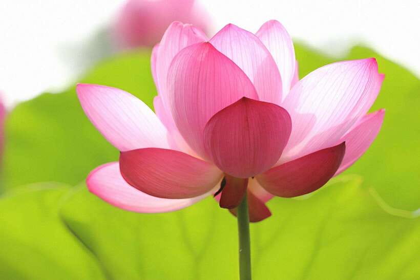 Siem Reap Lotus Silk Farm Discovery tour & Lake experience - The 20-minute ride into the countryside