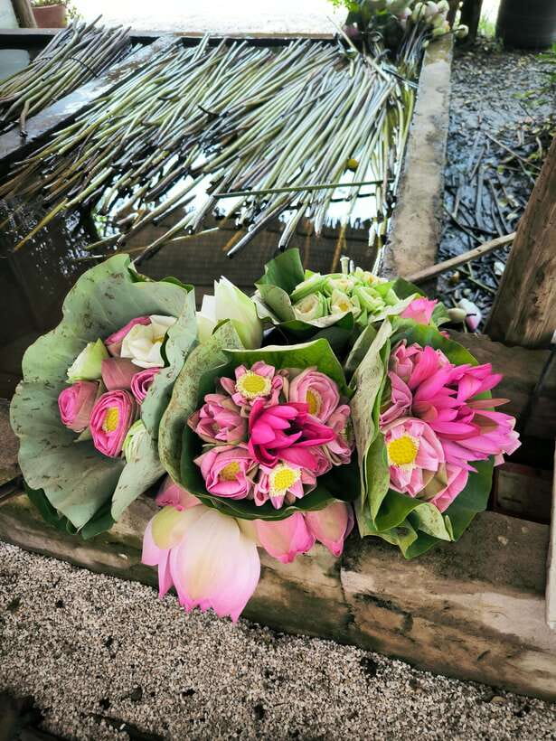 Siem Reap Lotus Silk Farm Discovery tour & Lake experience - The tuk-tuk ride and lotus-growing areas