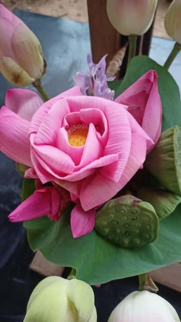 Siem Reap: Lotus Silk Farm- Tour, Lake & Masterclass - Six workshops, six very different materials