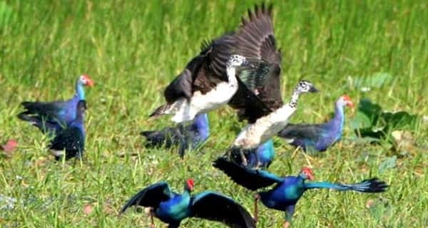 Siem Reap: Prek Toal Tonle Sap Biosphere Reserve Tour - Key things to know before booking