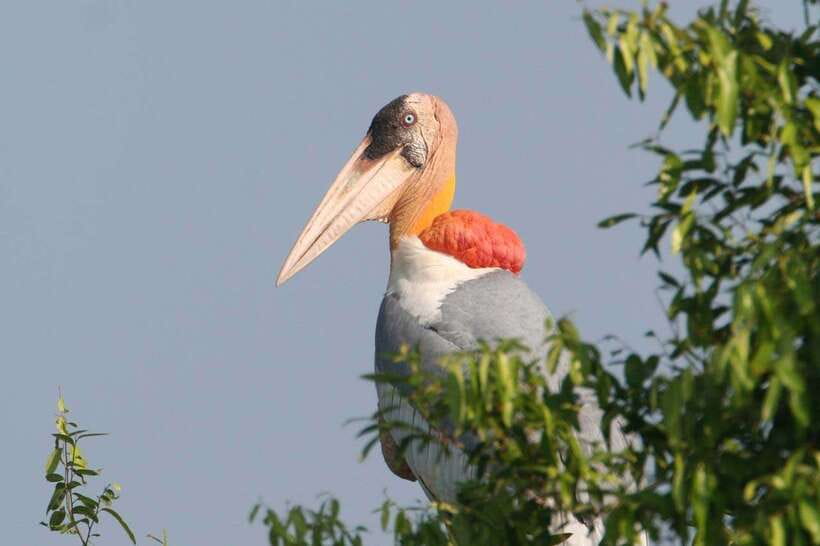 Siem Reap: Prek Toal Tonle Sap Biosphere Reserve Tour - Why Prek Toal matters for birdwatchers