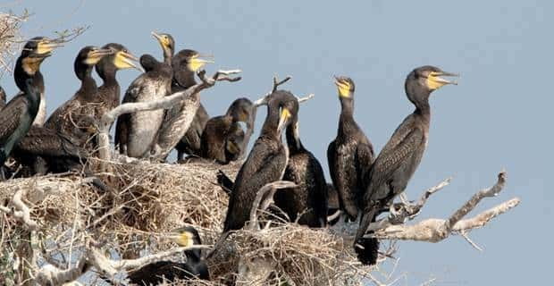 Siem Reap: Prek Toal Tonle Sap Biosphere Reserve Tour - Four hours inside the Prek Toal reserve