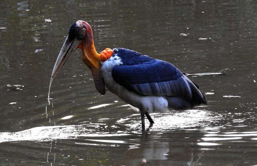Siem Reap: Prek Toal Tonle Sap Biosphere Reserve Tour - Is $219 good value?