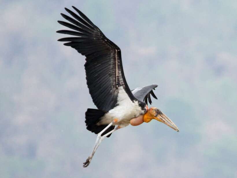 Siem Reap: Prek Toal Tonle Sap Biosphere Reserve Tour - The 6:00am pickup and ride to the port