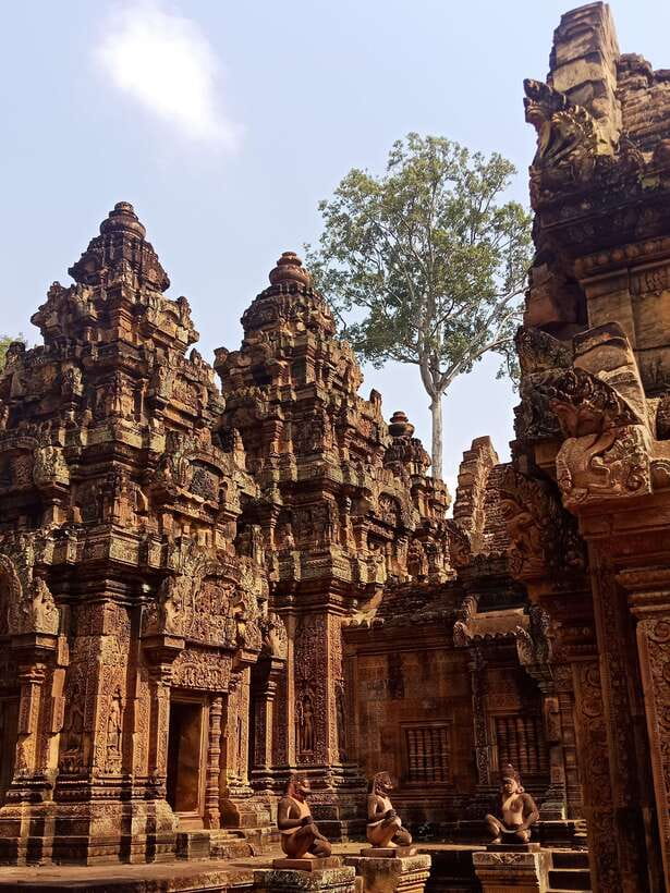 Siem Reap Private Tour: Angkor Wat Sunrise And Banteay Srei - Ta Prohm and the trees over the ruins