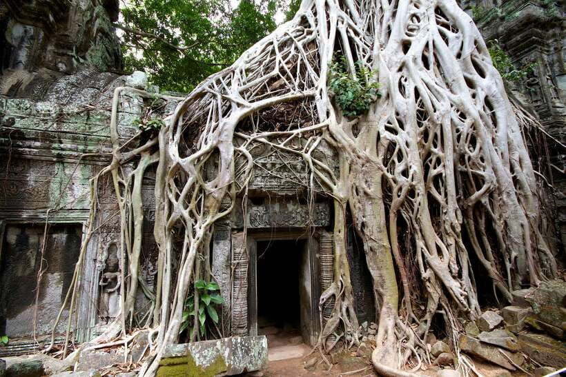 Siem Reap: Private Tour of Angkor Complex - Ta Prohm, where trees share the ruins