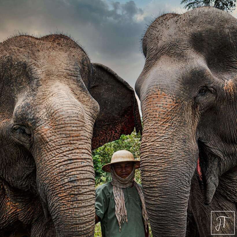 Siem Reap: Small Group Tour of Kulen Elephant Forest - Key points at a glance