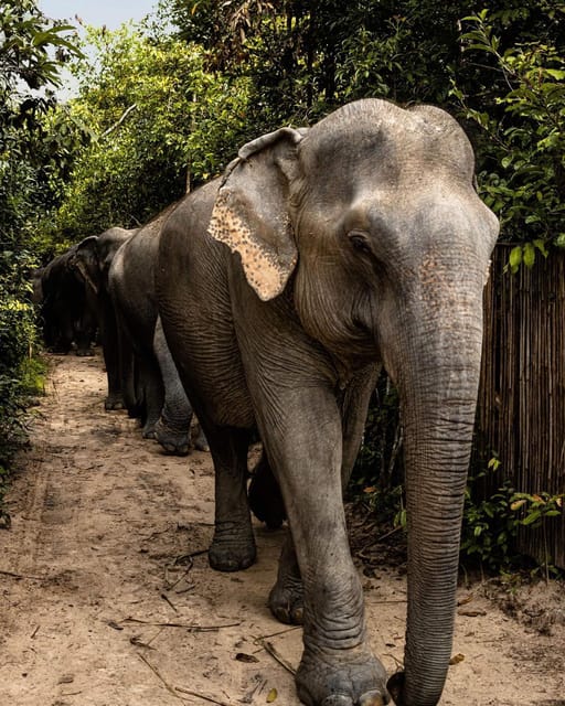 Siem Reap: Small Group Tour of Kulen Elephant Forest - Is $96 a fair price?