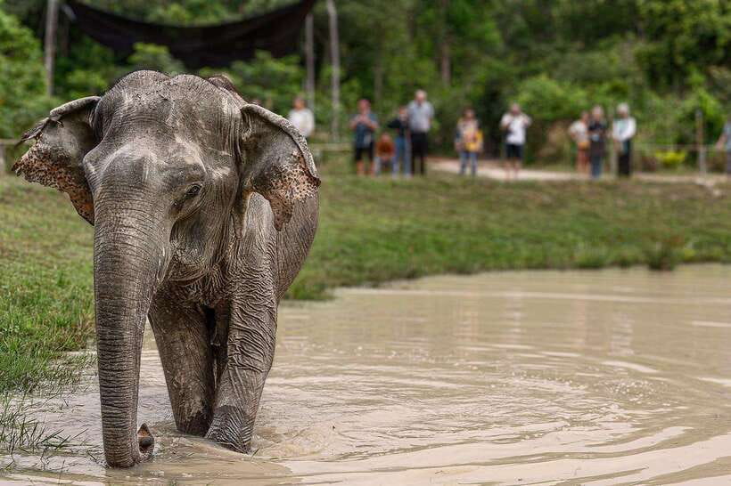 Siem Reap: Small Group Tour of Kulen Elephant Forest - Who should book this experience?