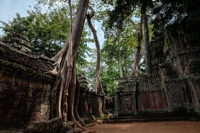 The Ultimate Angkor Wat Temple Private Day Trip - Ta Prohm, where trees meet the temple walls