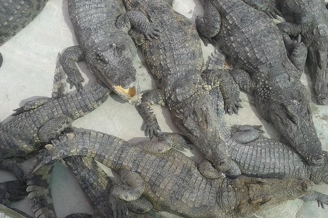 War Museum, Killing Field and Floating village ( Chong Kneas) Tour - A morning on Tonle Sap at Chong Kneas